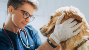 The Role Of Animal Hospitals In Chronic Disease Management